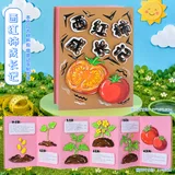 美术diy植物成长本-西红柿